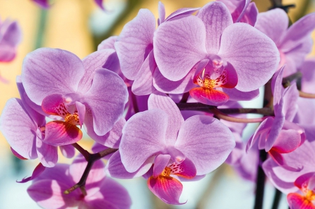 Lovely pink orchids - flowers, pretty, beautiful, orchids, nice, beauty, lovely, pink