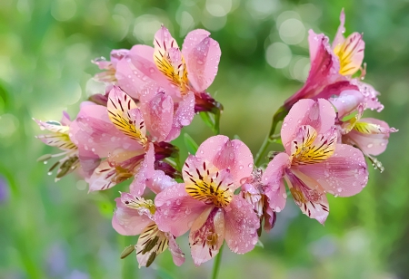 Peruvian lily - alstroemeria - beauty, alstroemeria, rain, delicate, wet, park, lovely, nature, lily, pretty, beautiful, leaves, garden, flower, drops, harmony