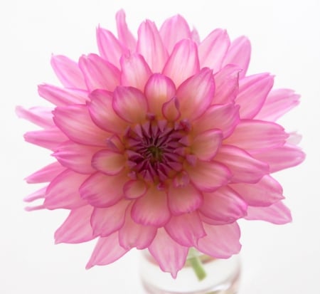 Pink dahlia - beauty, flower, pink, dahlia