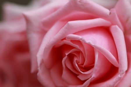 Pink rose - rose, nice, pink, close up