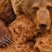 Red brown bear