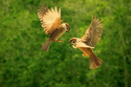 Sparrows - wings, flight, sparrow, bird