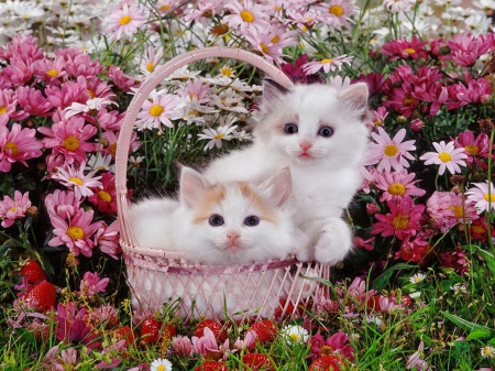 Ragdoll cross kittens - kittens, colorful, basket, white, kitties, cross, pretty, ragdoll, cute, garden, fruits, yard, dorable, strawberries, flwoers, beautiful, cats, sweet, friends, photo