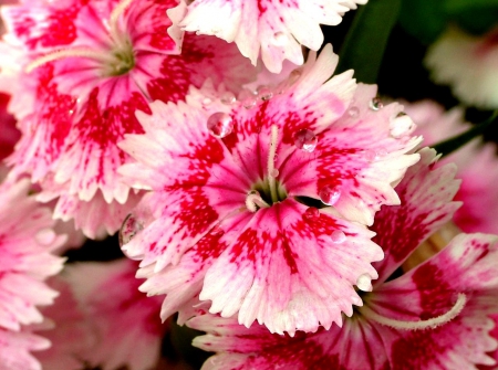 Flowers - nature, pink, pink flower, flowers, pink flowers, flower