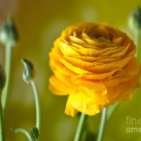 Persian Buttercup