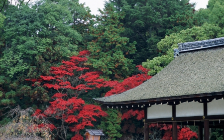 Japanese Garden - japan, tree, japanese, house, garden, spring