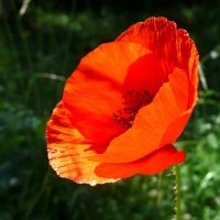 A Lovely poppy