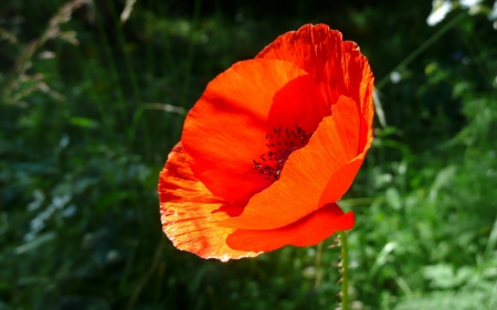 A Lovely poppy - red, flower, petals, spring, poppy, yellow, nature