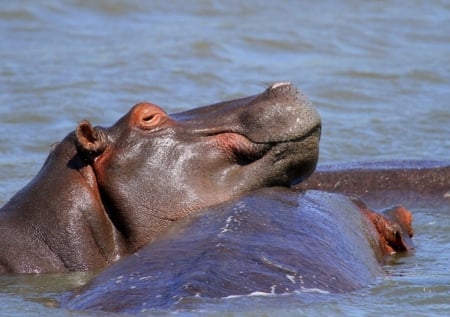 hippopotamus - animal, water, hippopotamus, danger