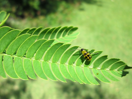 Cucumber Beetle - insect, nature, leaf, cucumber beetle