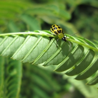 Cucumber beetle