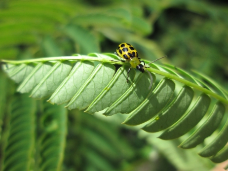 Cucumber beetle - cucumber beetle, nature, garden, insect, leaf, bug