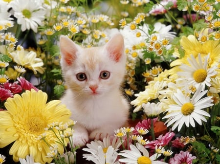 Cream burmilla kitten - cat, adorable, kitty, lovely, kitten, white, pretty, beautiful, sweet, flowers, daisies, garden, cute