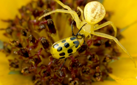 Crab Spider Killing Cucumber Beelte - spider, nature, garden, insect, flower, bug