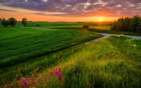 Sunset field - summer, sundown, amazing, beautiful, grass, meadow, lovely, orange, flowers, path, glow, sunset, rays, field, fiery, sky