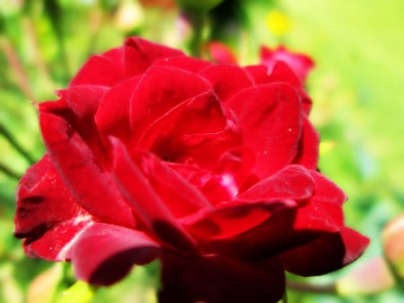 Pretty Red Rose - nature, garden, red, rose, flower