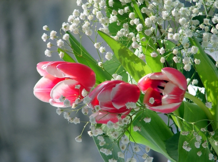 Pretty tulips - background, delicate, tulips, lovely, spring, pretty, floral, beautiful, flowers, harmony