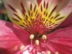 Peruvian lily Flowers