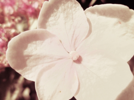 Light Pink Flower - pretty, beautiful, flower, light, pink, natural, flowers, nature, garden, plants