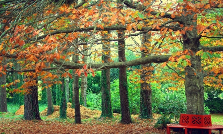 Beautiful Forest Garden - beauty, autumn, trees, popular, parks, wallpaper, nature, forest, garden