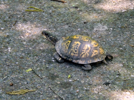 Crossing The Road - yellow, gray, pavement, black