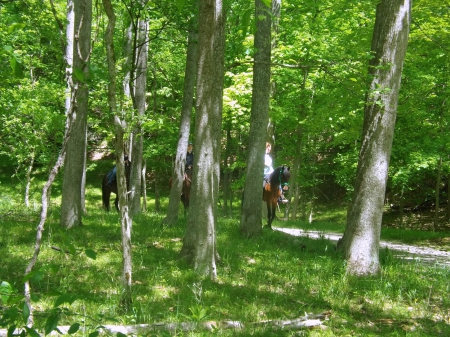 Vistors on our Path - horses, riders, green, trees