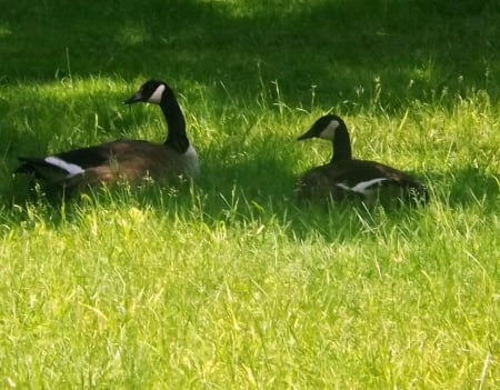 Rest Stop - geese, black, yellow, green, grass