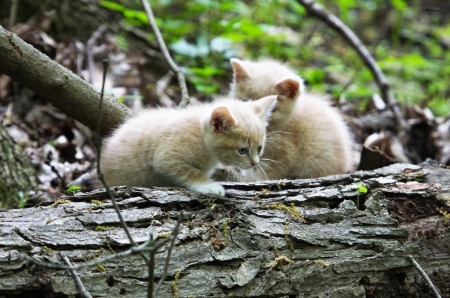 Cats - paws, face, pretty, cute, animals, beautiful, cat, sleeping, kitty, cats, kitten, hat, lovely, cat face