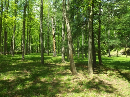 On a Spring Day - yellow, forest, tall, trees, green