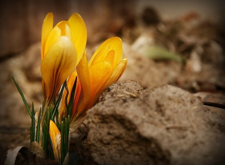 Yellow Flowers-Sturdy crocus- - nature, two, yellow, flower