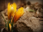 Yellow Flowers-Sturdy crocus-