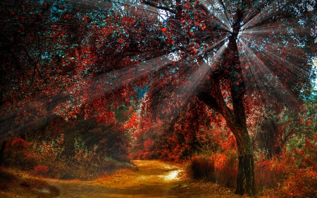 magical forest - path, sun rays, autumn, colors, forest