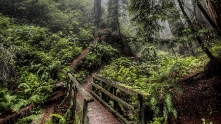 moss covered bridge in rain forest - forest, moss, path, bridge, mist