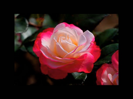 Splendid rose - white, beauty, red, black, rose