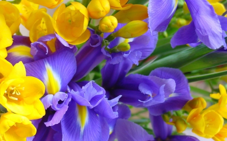 Freesias and irises