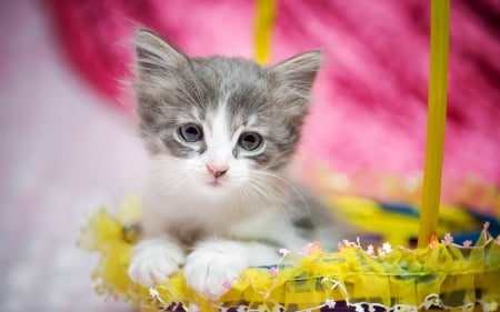 â™¥ - animal, pink, cute, cat, yellow, white, kitten, basket, grey