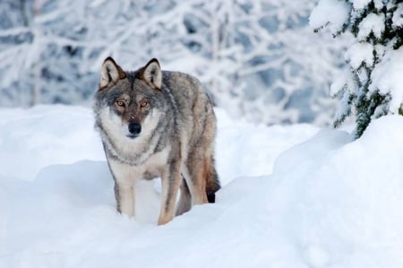 LONE WOLF IN SNOW - wolf, nature, lone, animals, snow