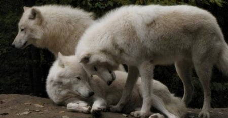 ANIMAL LOVE - white, love, wolves, nature, animals, animal