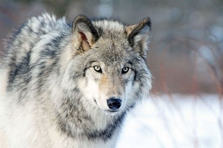 GRAY WOLF - nature, animals, gray, Wolf