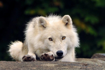 WHITE WOLF - white, nature, wolf, animals