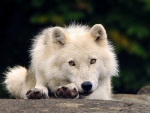 WHITE WOLF