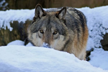 I SEE YOU - nature, wolf, animals, snow