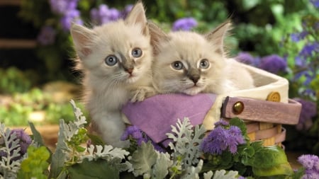 Kittens In The Basket - the, animals, kittens, basket, in