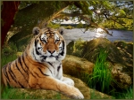 tiger,nature