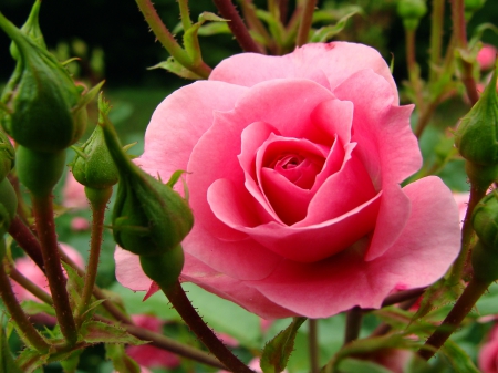 PINK BLOOOM - nature, buds, pink, leaves, rose, flower