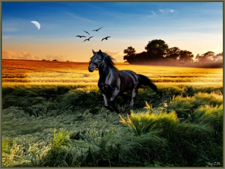 horse,sky - nature, sky, sun, hors, birds