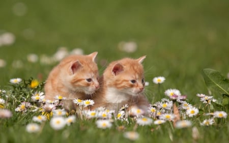 sisters - pretty, cats, nature, sisters