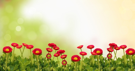 Spring Flowers - flowers, nature, spring, petals, spring time, red flowers