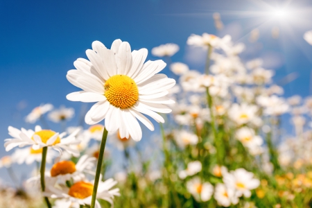 Daisies - sun, daisy, spring, nature, daiaies, petals, spring time, splendor, flowers