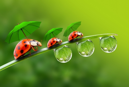 :) - cute, bokeh, drops, Ladybug